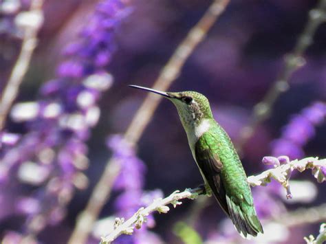 A little green hummingbird : r/wildlifephotography