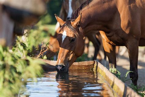 Dehydration in horses. The importance of water