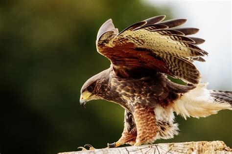 10 Types of Birds of Prey (With Pictures) - Optics Mag