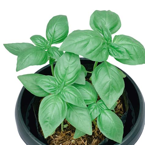 Sweet Basil - Unbeleafable