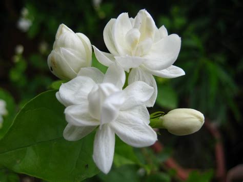 Jasmine: National Flower of Pakistan | Meaning of the Jasmine