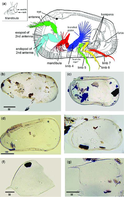 Marine ostracod morphology and cuticle linings, and cladoceran remains... | Download Scientific ...