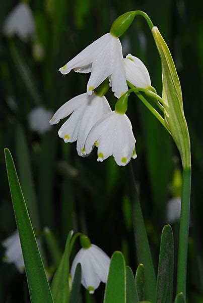 Snowdrop Snowdrop trees, Snowdrop plant, Snowdrop plants | EVERYTHING B 4 U