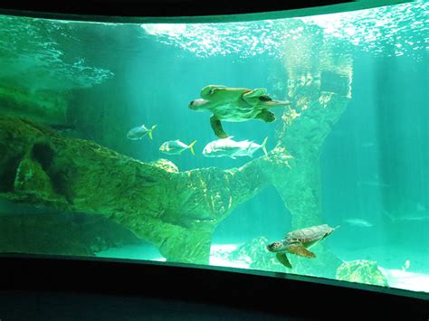 Aquarium experience | Discover marine wonders at Zoo Madrid