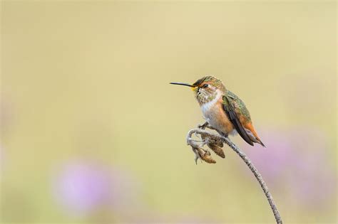 Allen's Hummingbird | Audubon Field Guide