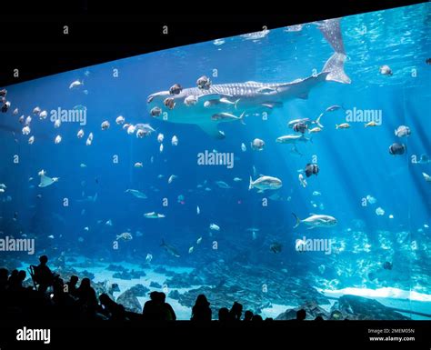 Atlanta USA 15th Oct 2022: the whale shark swimming in Ocean Voyager gallery of Georgia Aquarium ...