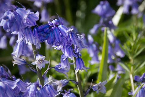 Spring Flowers photo, Flower Spring Flowers, #24510