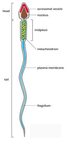 Human Sperm Cell