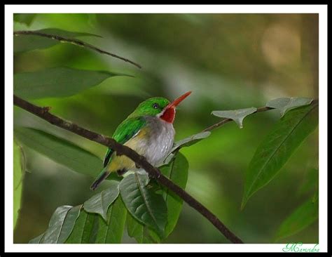 Todus Mexicanus (Puerto Rican Tody) San Pedrito de Puerto … | Flickr