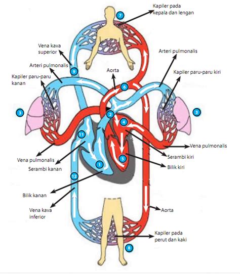 Kelainan Sistem Peredaran Darah Manusia – idschool.net
