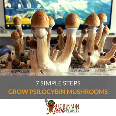 How To Grow Psilocybin Mushrooms - Robinson Love Plants!