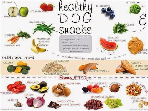 01dogs: 10 Healthy Human Food for Dogs