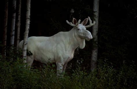 The White Moose of Sweden | White moose, Moose, Moose pictures