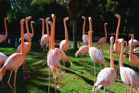 Flock of Flamingos | Fast Fence Inc.