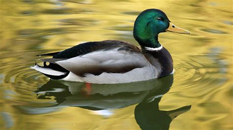 Mallard duck swimming on the lake HD desktop wallpaper : Widescreen ...