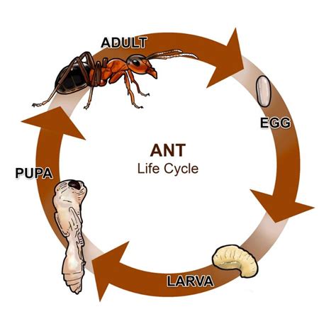 the life cycle of an ant