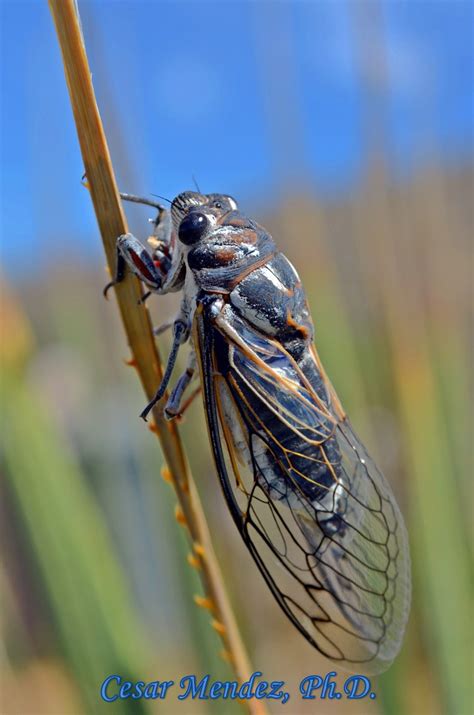 Hemiptera-Auchenorrhyncha-Cicadidae-Hadoa townsendii-Western Annual Cicadas-A - Urban Programs ...