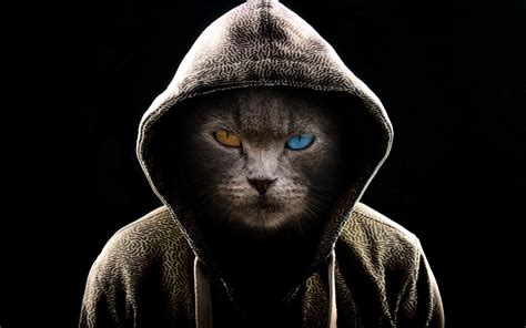 Scary Cat Wallpaper 4K, Hoodie, Animal Portrait