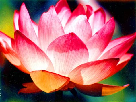 Brilliant Lotus Flower Color Photograph