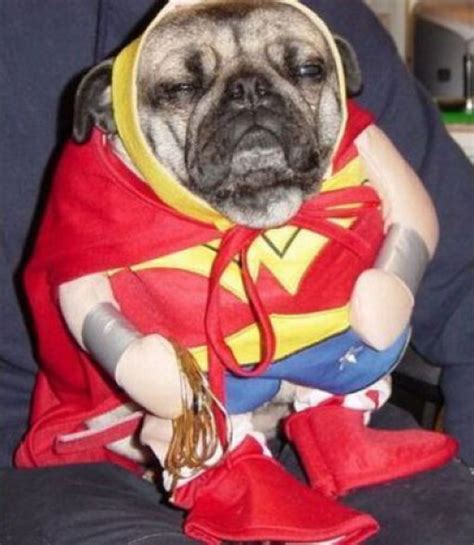 Curious, Funny Photos / Pictures: Dogs Dressed Up - 53 Pics