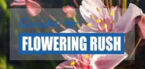 How to Plant & Grow Flowering Rush (Butomus umbellatus) - Pond Informer