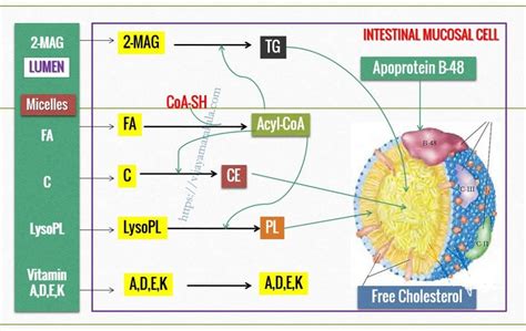 Digestion and absorption of lipids - Dr. Vijaya Marakala MD