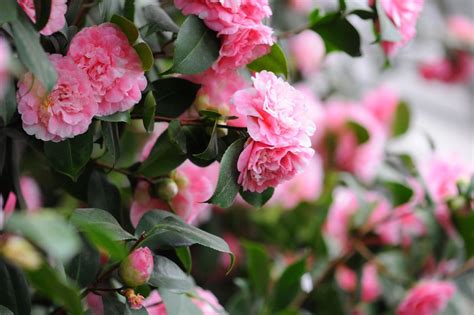 Camellia Flowers: A Classic Southern Shrub