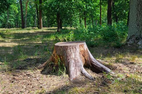 Shoo Stump! Everything You Need to Know About Stump Removal