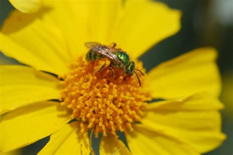 Bug of the Week: Sweat Bee Danger – Growing With Science Blog