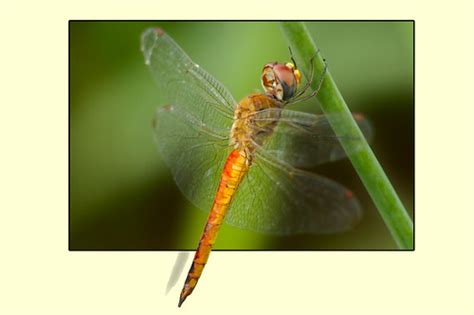 Dragonfly landing | Hajo Schatz | Flickr