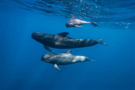 SBU’s Lesley Thorne tracks long-finned pilot whales north amid warming | TBR News Media