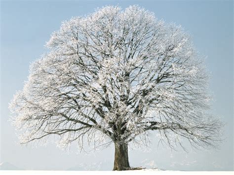 Beautiful lone snow covered tree | Winter trees, Winter scenery, Winter ...