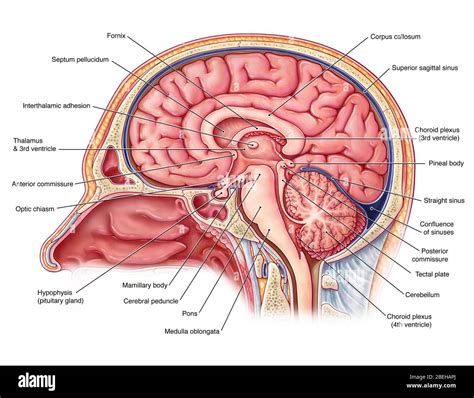 Midsagittal Section Of The Brain Diagram - Ajor Png