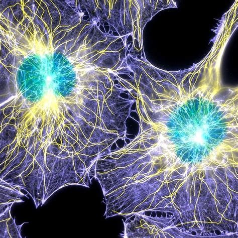 Actin filaments (purple), microtubules (yellow), and nuclei (green) in... | Download Scientific ...