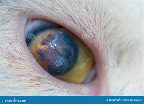 Adult Cat With Corneal Ulcer Royalty-Free Stock Photography ...