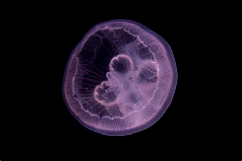 Jellyfish Free Stock Photo - Public Domain Pictures