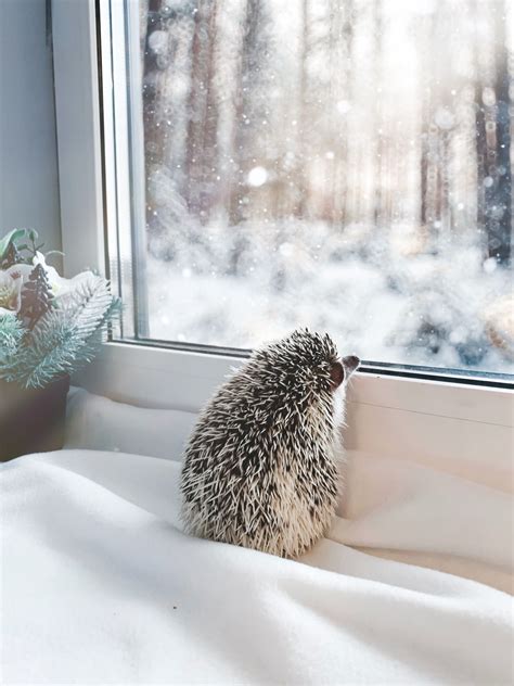 Hedgehog and winter magic outside Super Cute Animals, Cute Little ...