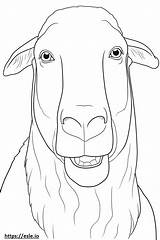 Boer Goat Face coloring Page sketch template