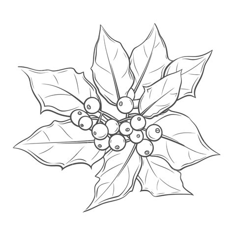 Holly Flower Drawing