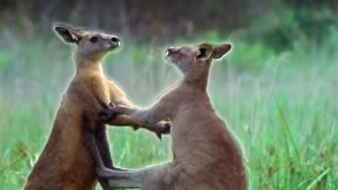 Kangaroo Boxing | Attenborough | BBC Earth | Doovi