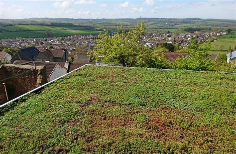 Sedum Roof Installation Guide | Green Living Roof