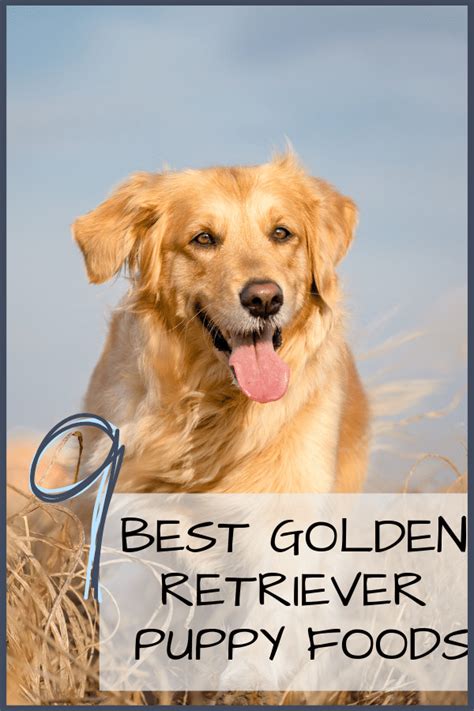 9 Best Golden Retriever Puppy Foods with Our 2021 Feeding Guide ...