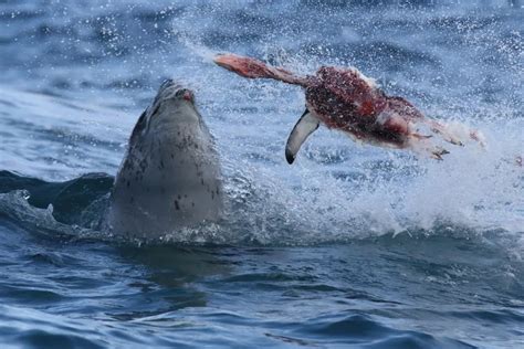 Leopard Seal Taking a Bite out of Penguin | Smithsonian Photo Contest ...