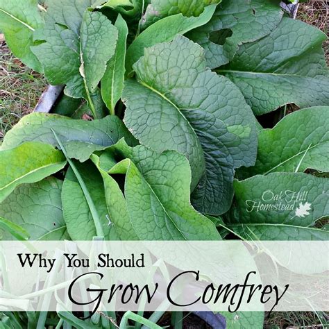 5 Uses for Comfrey | Comfrey plant, Comfrey, Herb garden