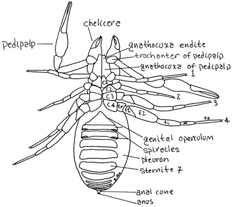 Pseudoscorpion Anatomy