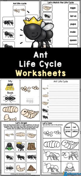 Ant Life Cycle Worksheets | Free Homeschool Deals