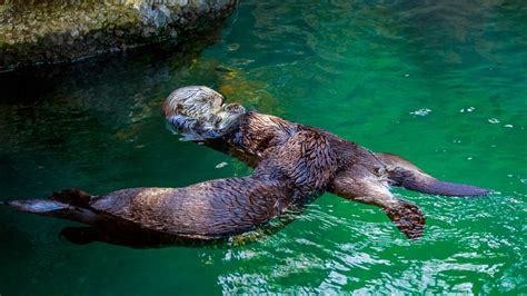 Life Cycle and Habitat of Sea Otters - Animal Sake