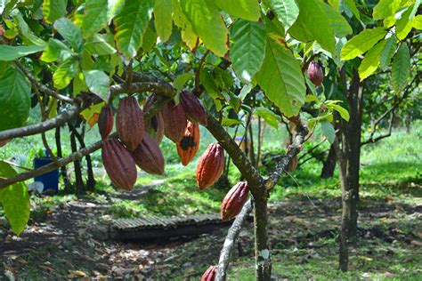 The Future of Cocoa Production in Nigeria: An Account of Adegeye’s Extensive Research ...