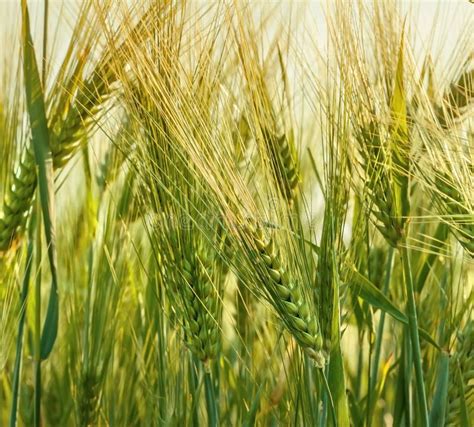 Wheat farming stock photo. Image of green, food, environment - 25642918