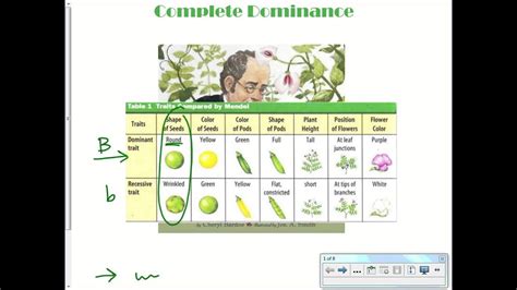 Complete Dominance Punnett Square - YouTube